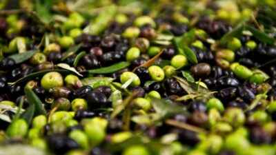 Türkiye zeytin ve zeytinyağı sektörü,