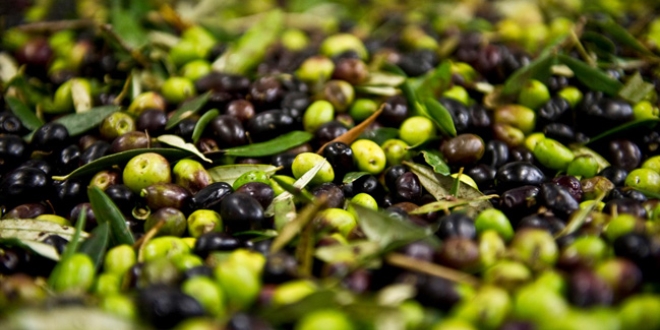 Türkiye zeytin ve zeytinyağı