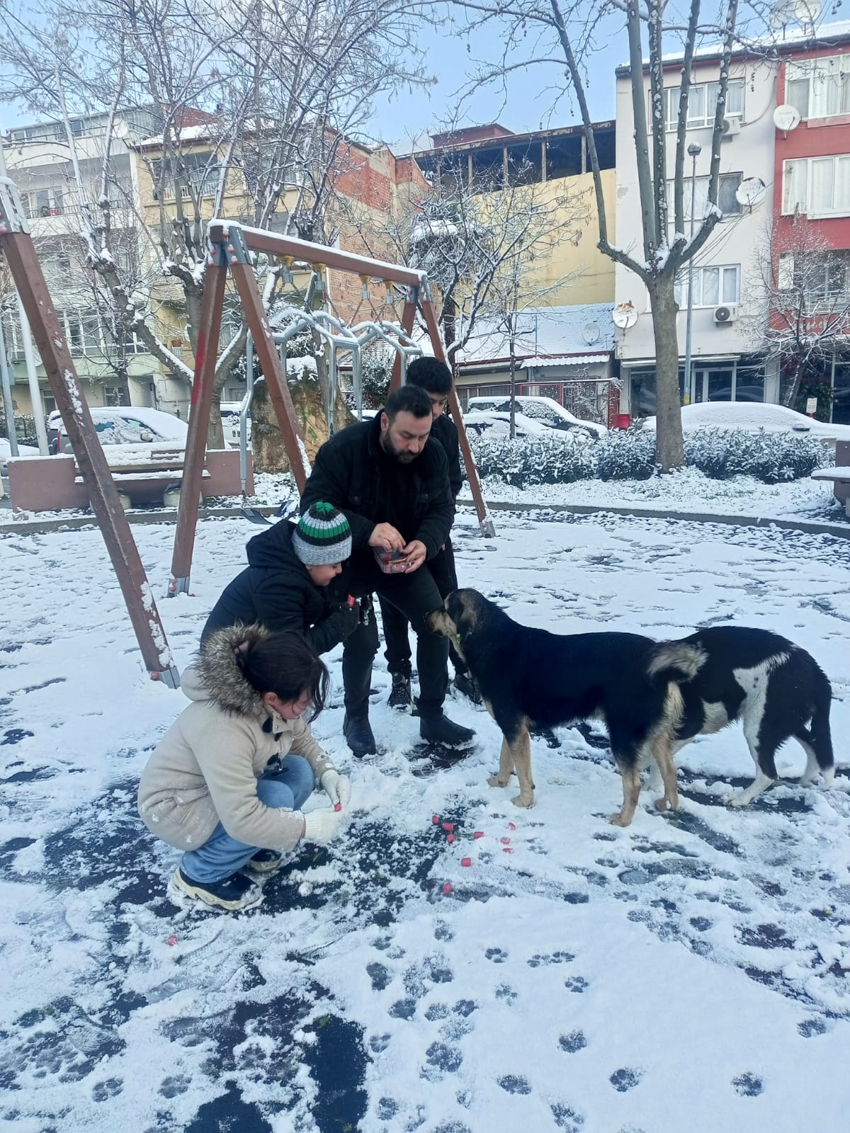 Yalova’da Kar Yağışı Eğlenceye Dönüştü: Siirt’liler Derneği Gençlik Kolları, Miniklerle Birlikte Sokak Hayvanlarını Unutmadı
