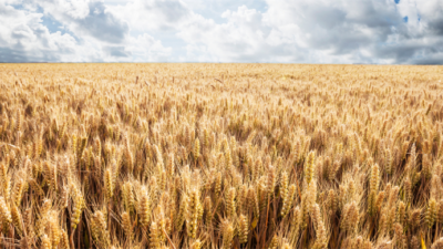 &nbsp; Tarım ve Orman Bakanı