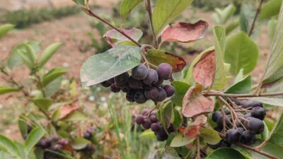 Yalova İl Tarım ve Orman