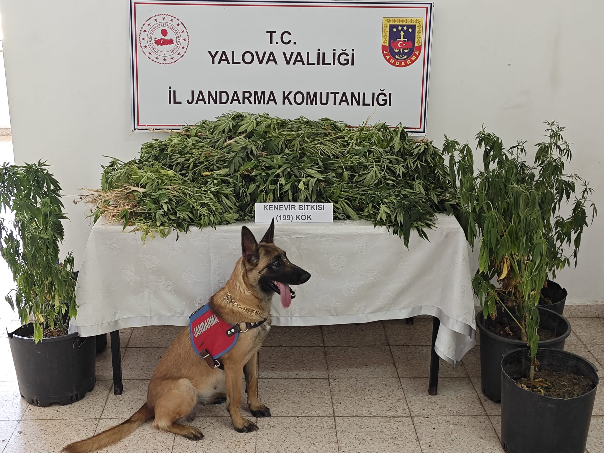 Yalova’da Jandarmadan Kenevir Operasyonu: 199 Kök Ele Geçirildi