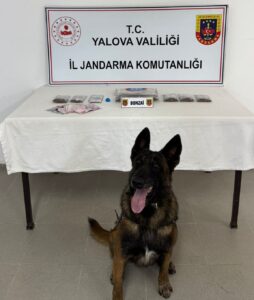 Yalova’da Jandarmadan Kenevir Operasyonu: 199 Kök Ele Geçirildi