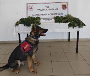 Yalova’da Uyuşturucuya Geçit Yok: Armutlu’da 60 Kök Kenevir Ele Geçirildi