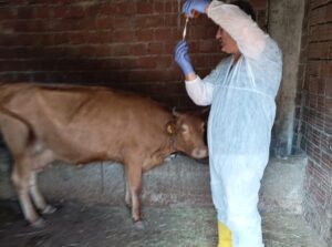 Şap Hastalığına Karşı 13 Bin Büyükbaş Hayvan Aşılanıyor