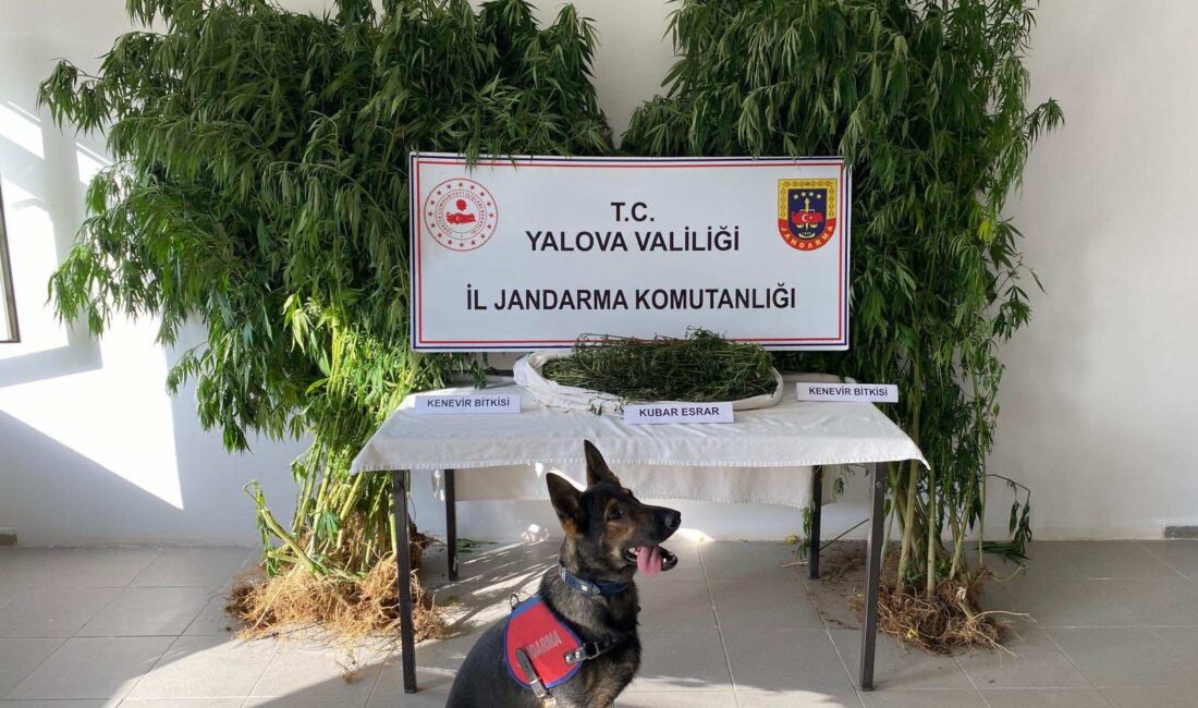 Termal İlçesinde 58 Kök