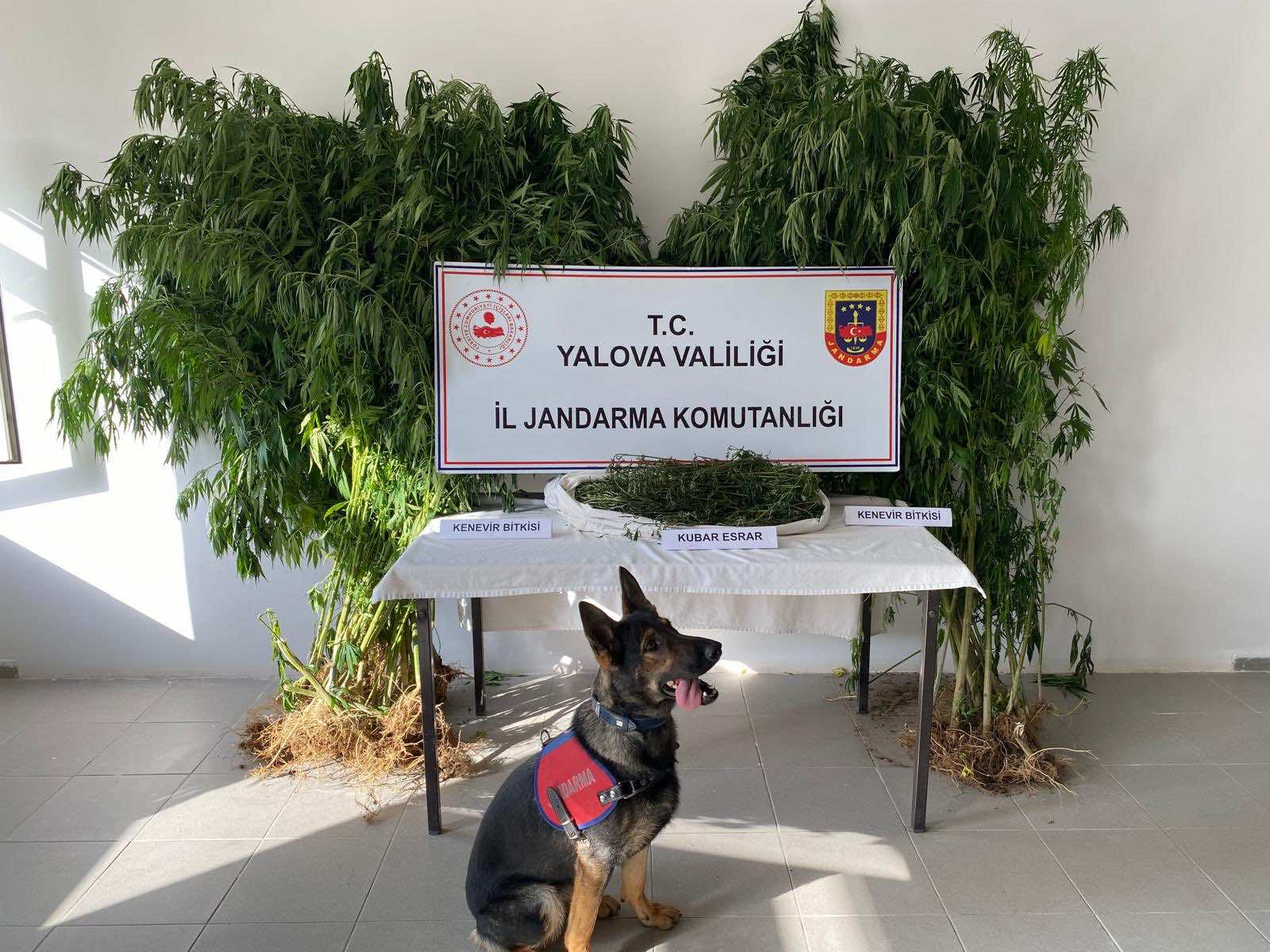 Yalova’da Ormanlık Alanda Kenevir Operasyonu