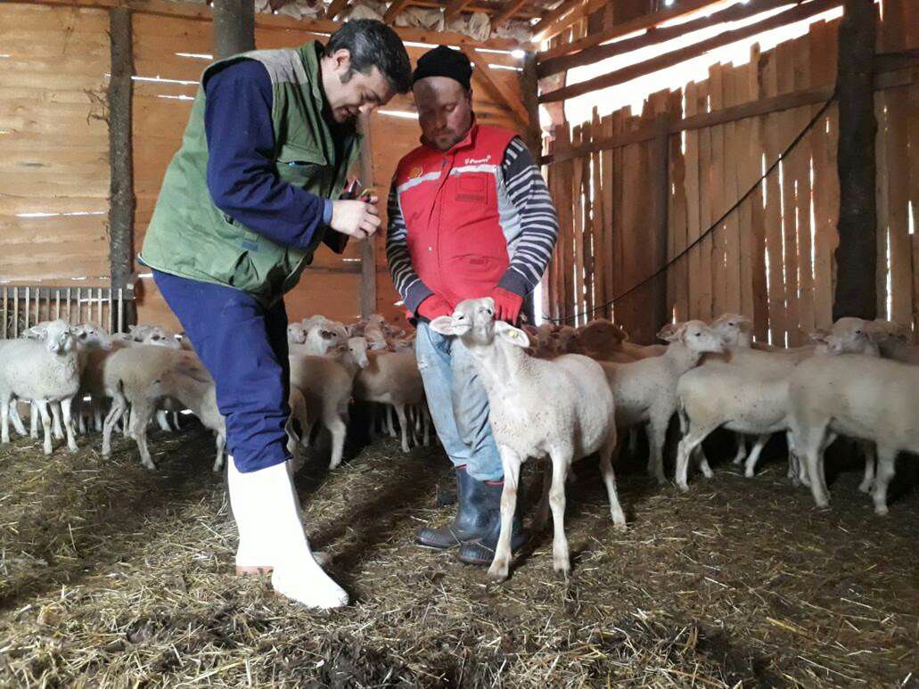 2025 Yılı Buzağı ve Kuzu Destekleme Başvuruları Başlıyor