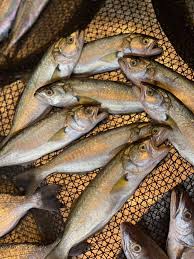 Yalova balık tezgahlarında bu