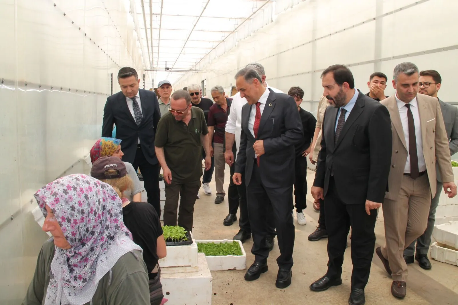 Yalova’da Çiftçilere 800 Bin Ata Tohumu Fidesi Dağıtıldı