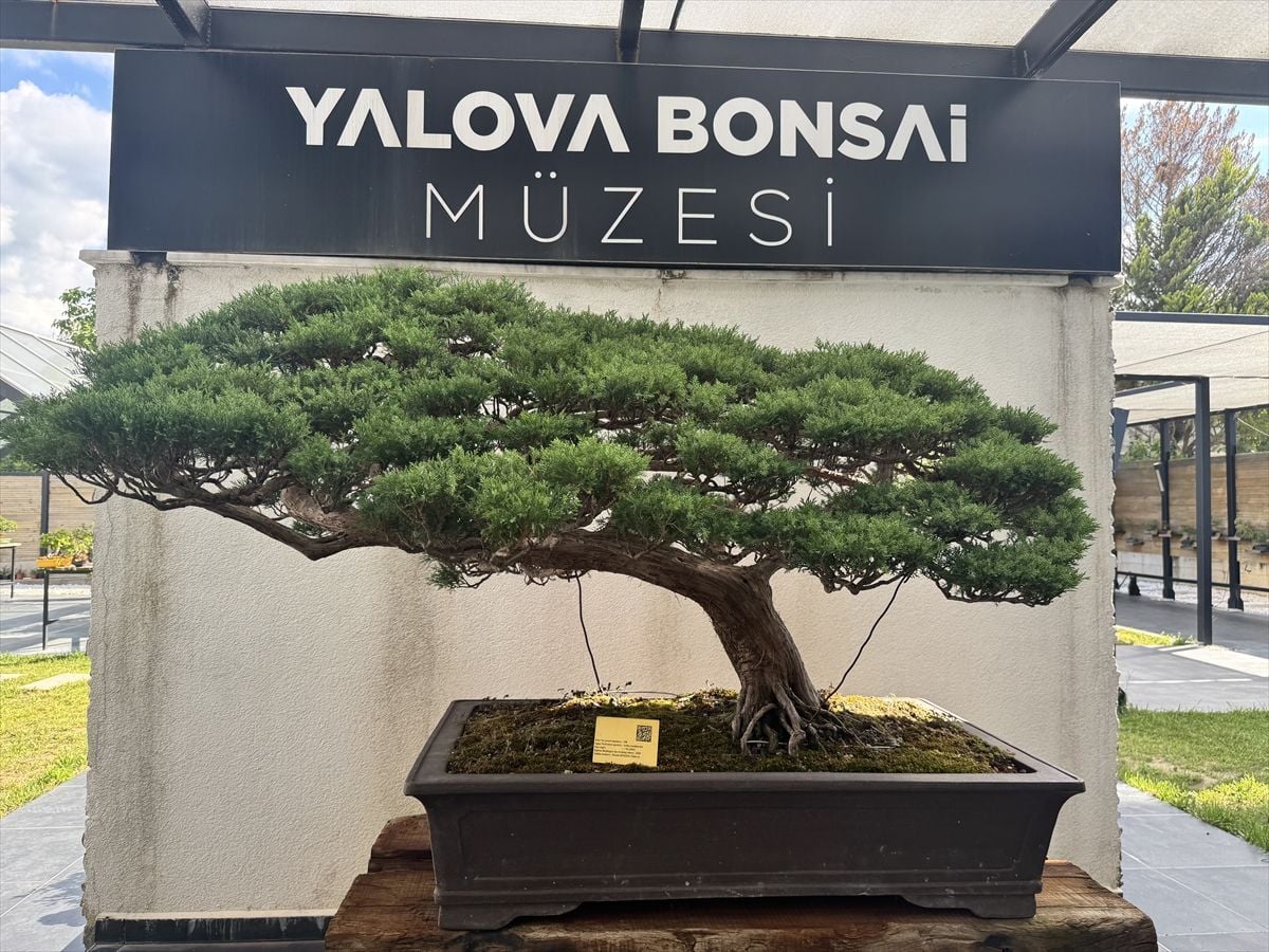 Yalova Bonsai Müzesi’nde Meyve Veren Bonsai Dutun İlk Hasadı Yapıldı