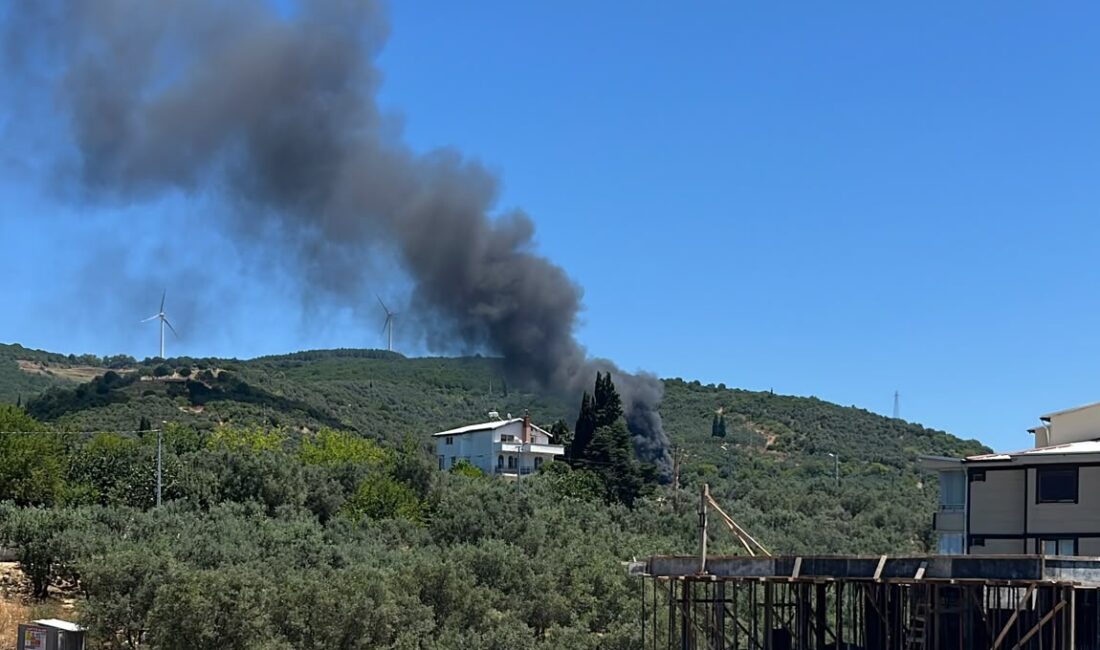 Yalova’nın Armutlu ilçesinde ormanlık